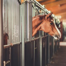 Ein Paradies für Pferdezüchter – Gestüt in Alleinlage