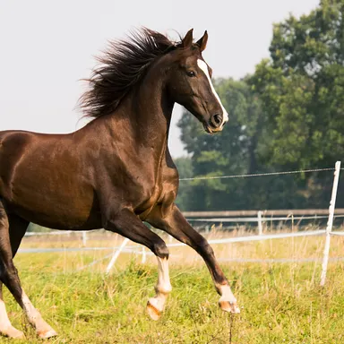 Reitanlage mit Halle und zwei Reitplätzen zu verkaufen