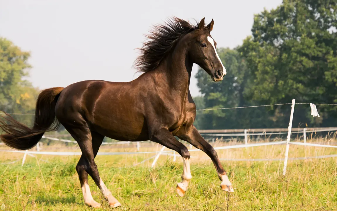 Reitanlage mit Halle und zwei Reitplätzen zu verkaufen