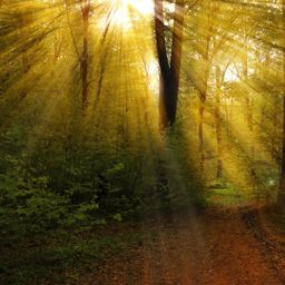 12,91 ha Wald arrondiert, zu verkaufen