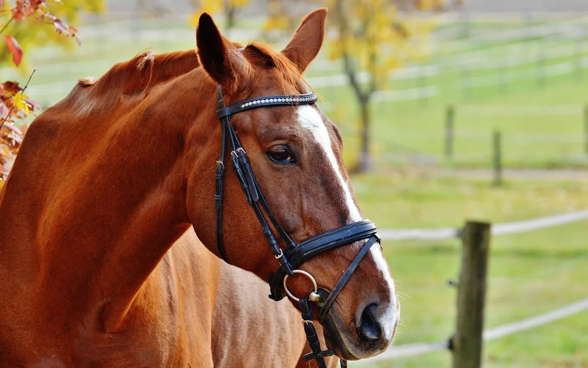 Komplett sanierte Reitanlage nördlich von Essen zu verkaufen