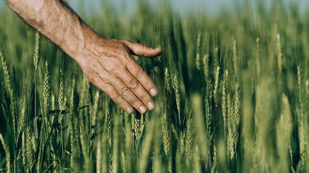 Risikomanagement in der Landwirtschaft: Strategien für stabile Erträge