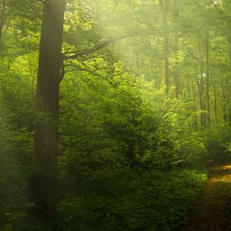 8,6 ha Wald arrondiert, zu verkaufen