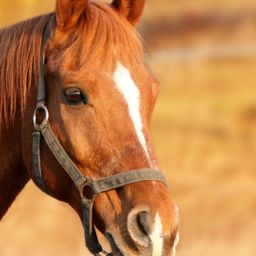 Profi Reitanlage mit 40er Halle und Platz zwischen MS und WAF