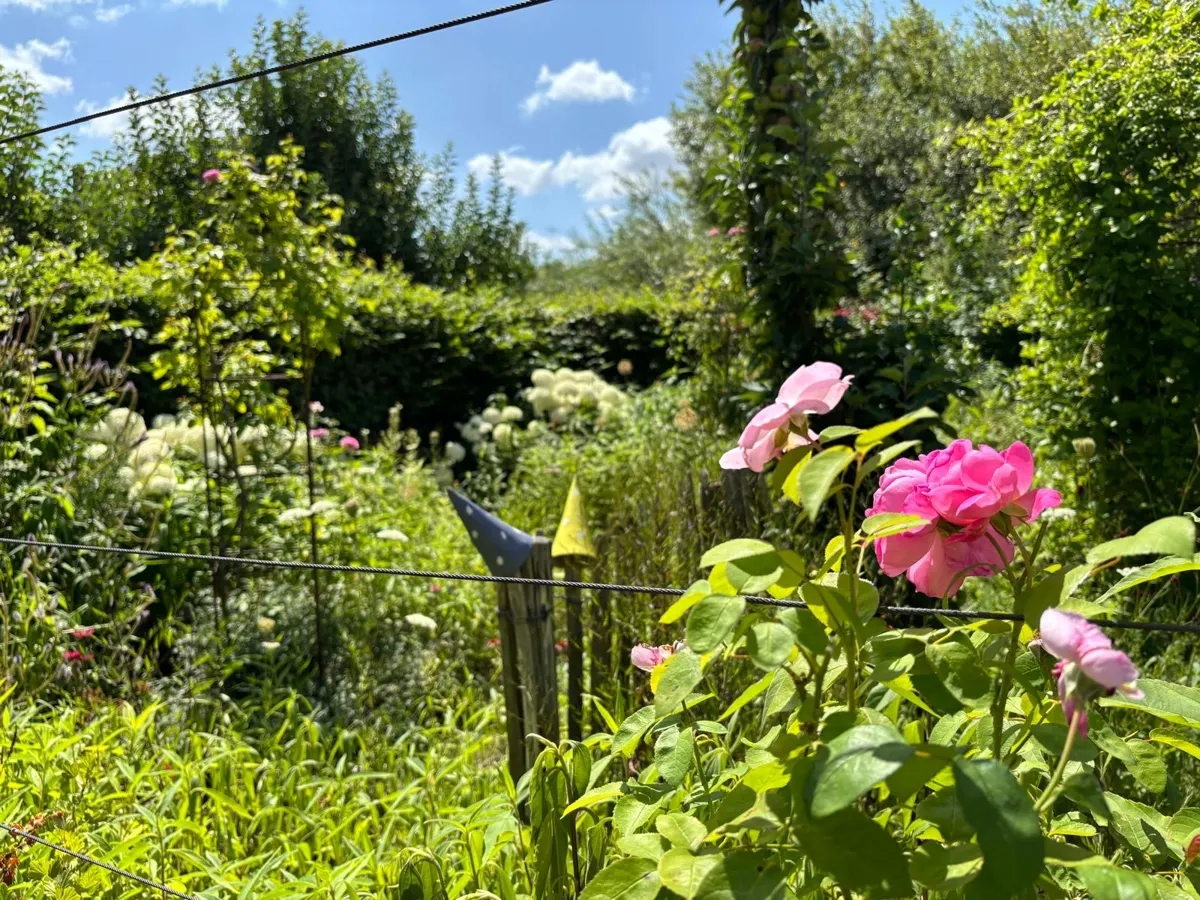 mpressionen im Sommer