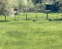 Blick auf Rehe vom Wohnzimmer