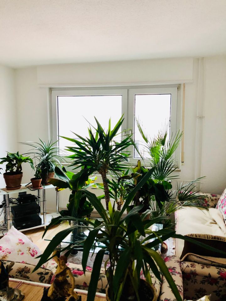 Neckarstadt Ost – gepflegte 1ZKD/Balkon Wohnung - Photo 1