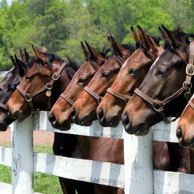 Komplett sanierte Reitanlage nördlich von Oberhausen zu verkaufen