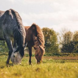 Reiterhof auf 6 ha mit Reitplatz zu verkaufen