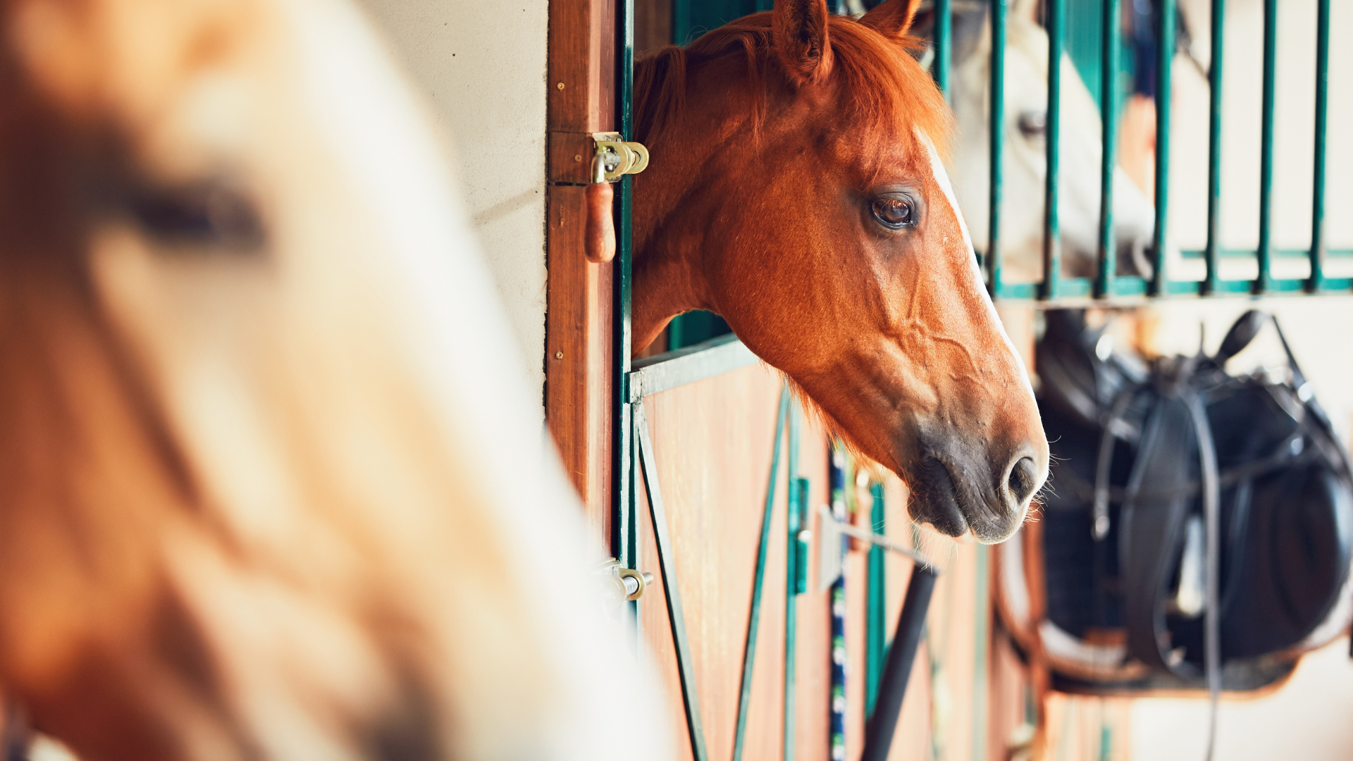 Reiterhof Landimmo24 Immobilienmakler