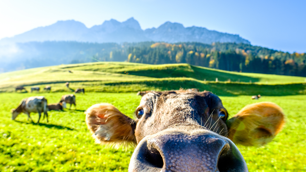 Eine Erfolgsstory aus dem Alpenvorland