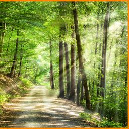 87 ha Waldeigenjagd in NRW