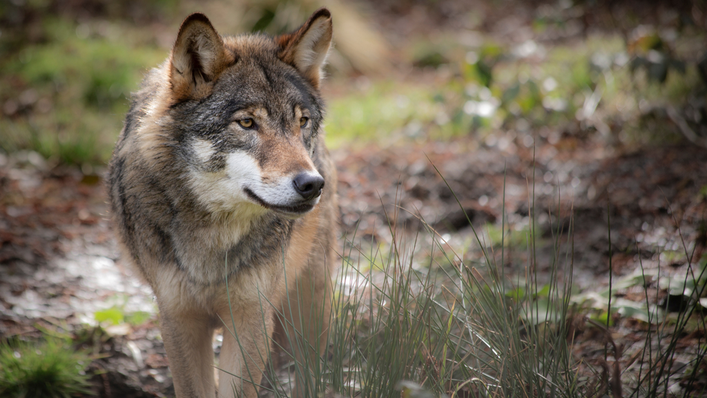 Mehr Wolfsangriffe in NRW: 2024 Rekord bei Nutztierrissen bundesweit