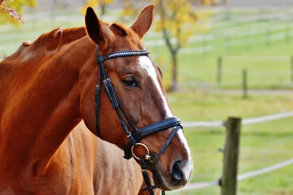 Komplett sanierte Reitanlage nördlich von Essen zu verkaufen