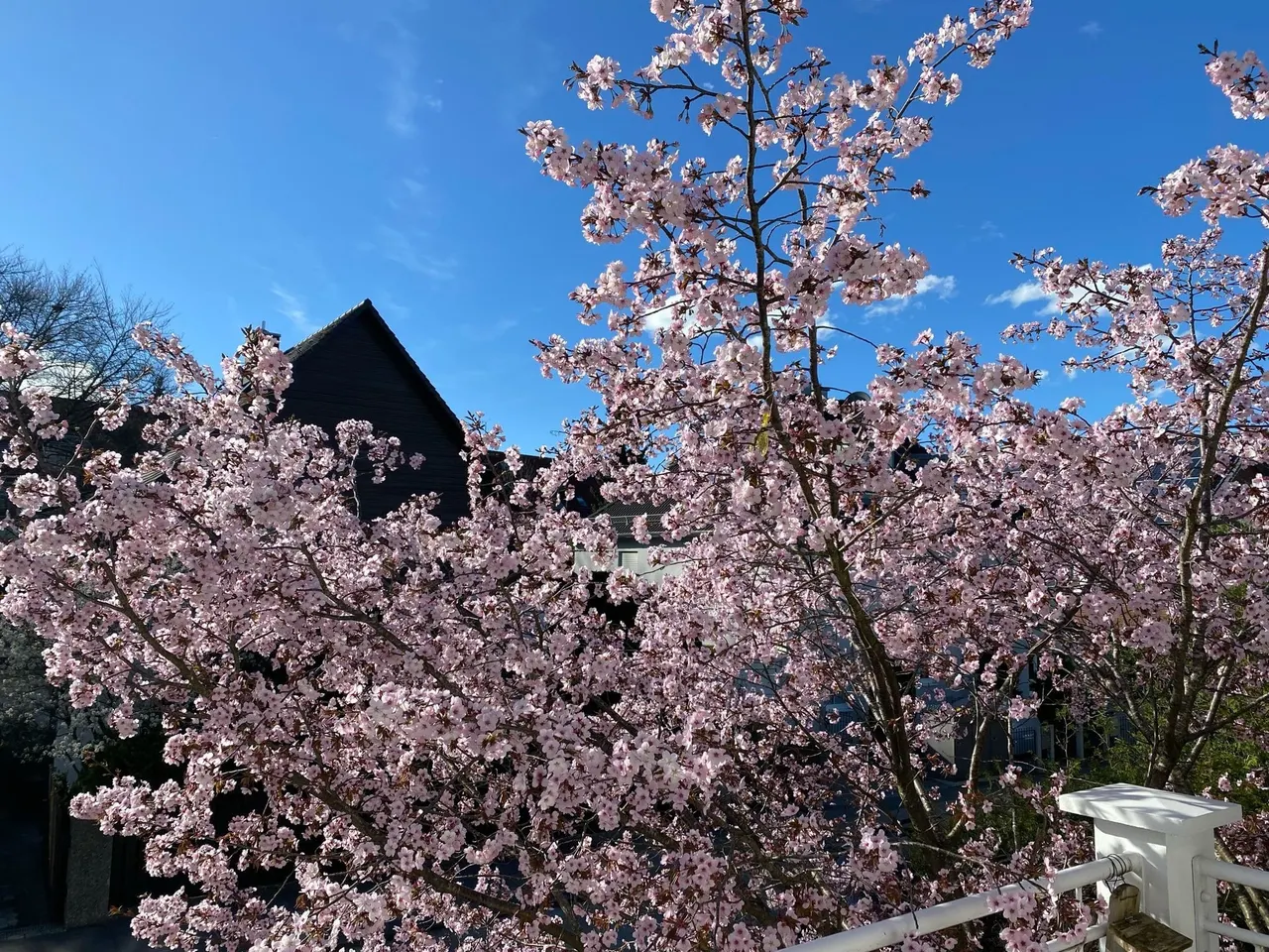 WHG 1 Aussicht auf Kirschblüte