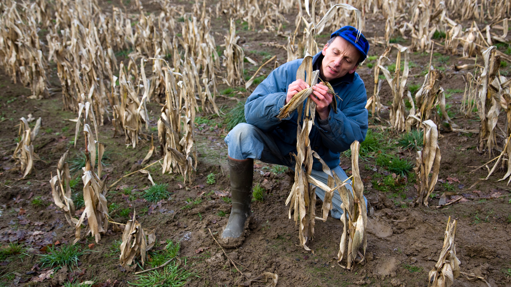 Dürre und Überschwemmungen: Wie Landwirte sich gegen extreme Wetterereignisse absichern
