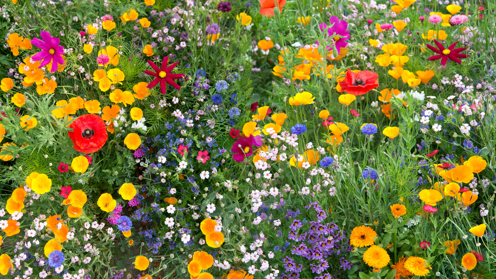 Rückgang der Biodiversität: Was das für die Landwirtschaft bedeutet