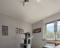 ...oder Spielzimmer für Katzenkinder