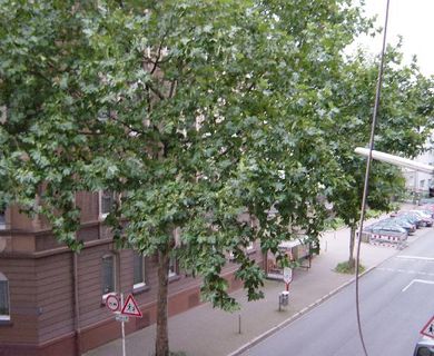 Renovierte 2-Zimmer-Wohnung in der Lange Str. 79 zu vermieten! - Foto 3