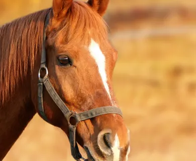 Profi Reitanlage mit 40er Halle und Platz zwischen MS und WAF