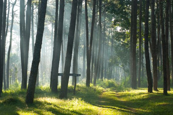 ca. 5,3 ha Wald nahe Bebauung zu verkaufen
