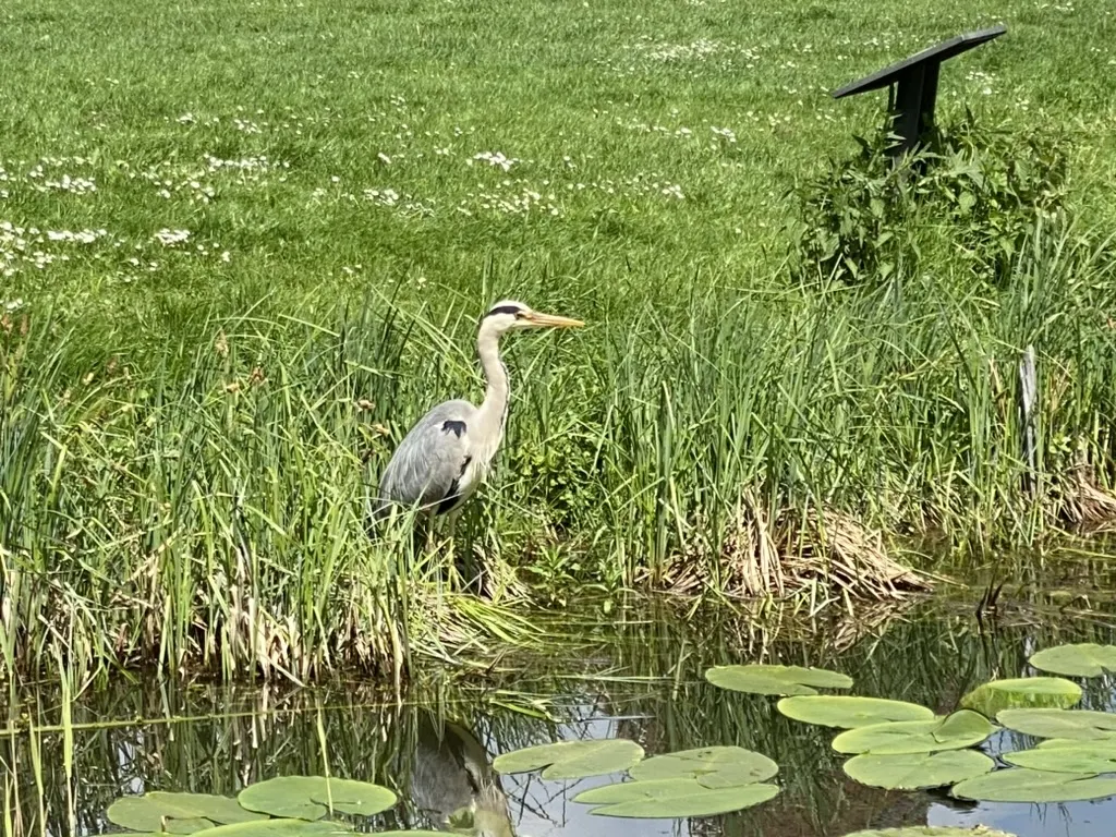 Nahegelegener "Ententeich"