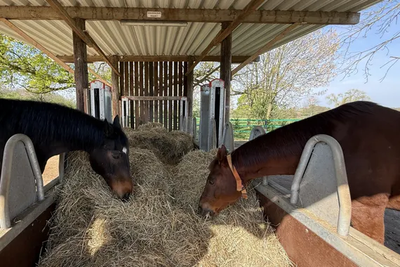 Aktivstall mit 60er Halle zu verkaufen