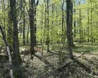 Blick in den Wald 1