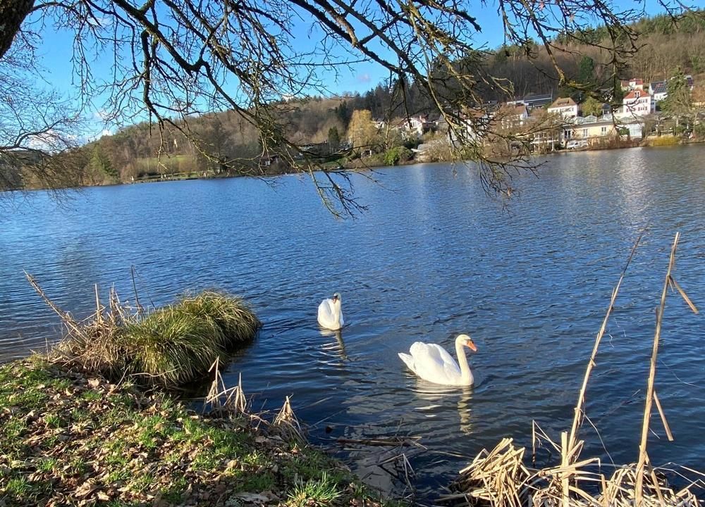der Niederw&uuml;rzbacher Weiher
