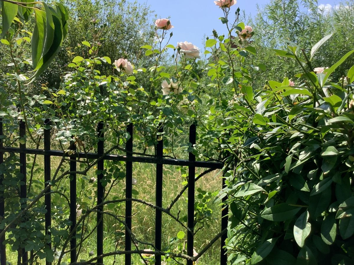 Der hochwertige Zaun als Gestaltungselement