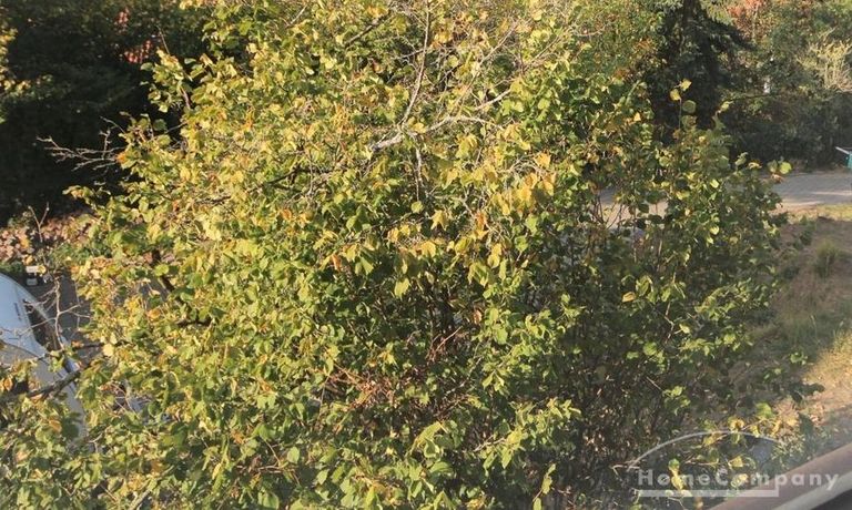 Arbeiten mit Blick ins Gr&uuml;ne