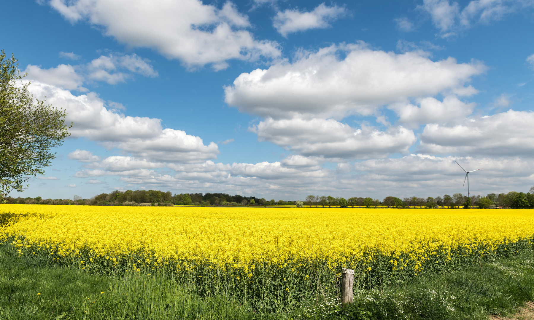 amarc21 Hagen Pingel Immobilienmakler Langeln