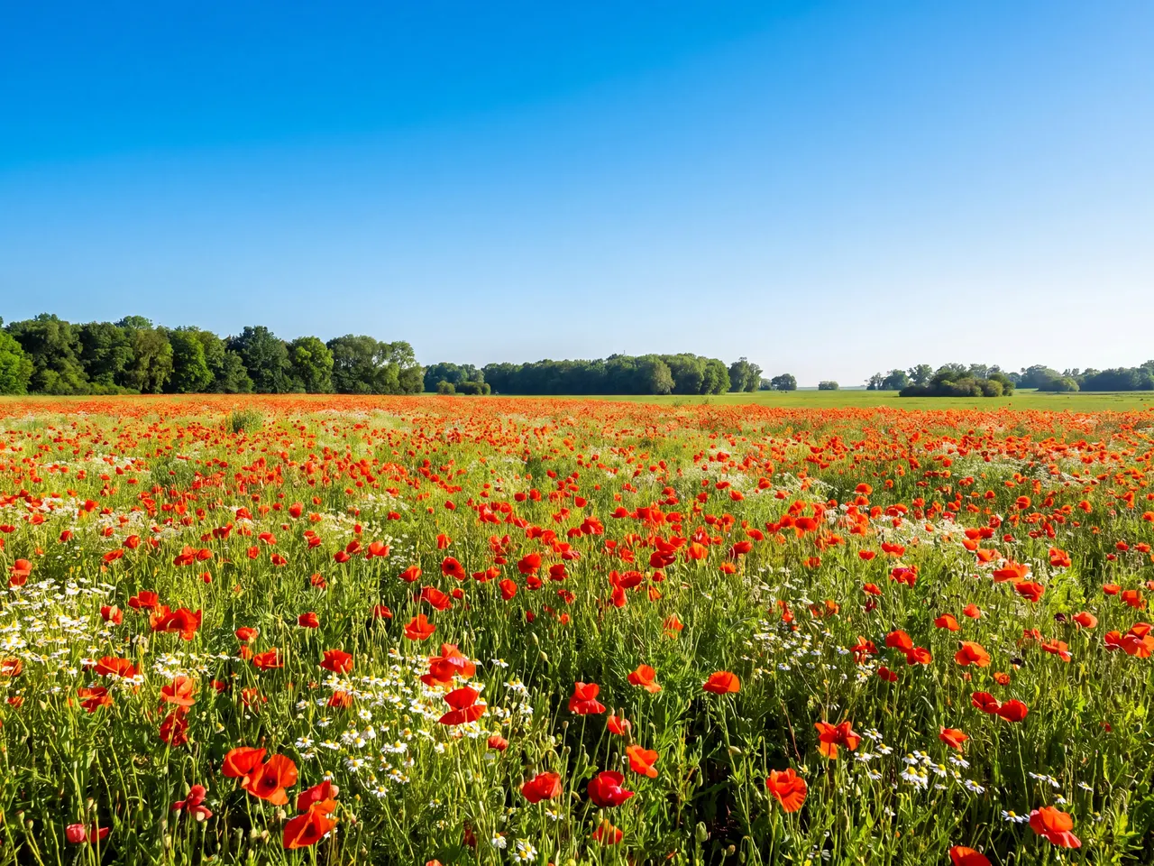 Natur pur