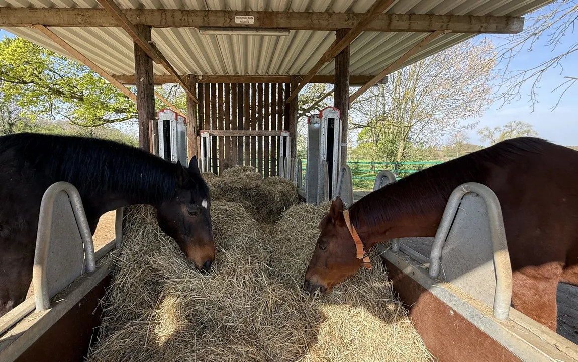Aktivstall mit 60er Halle zu verkaufen