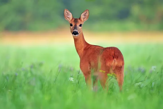 Reinvest, Kapitalanlage - 76 ha bestes Land mit Eigenjagd
