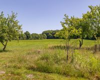 Obstbaumwiese
