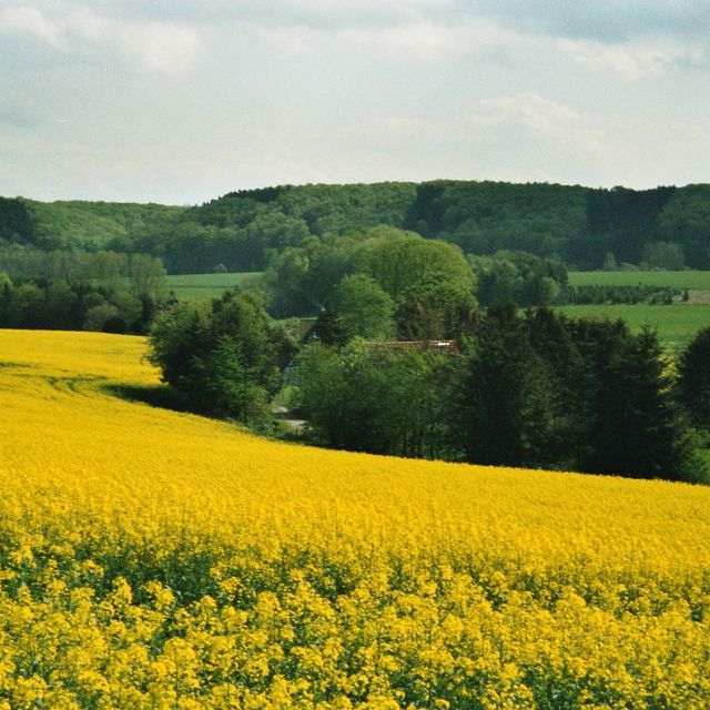 Ihr Immobilienmakler in Lienen