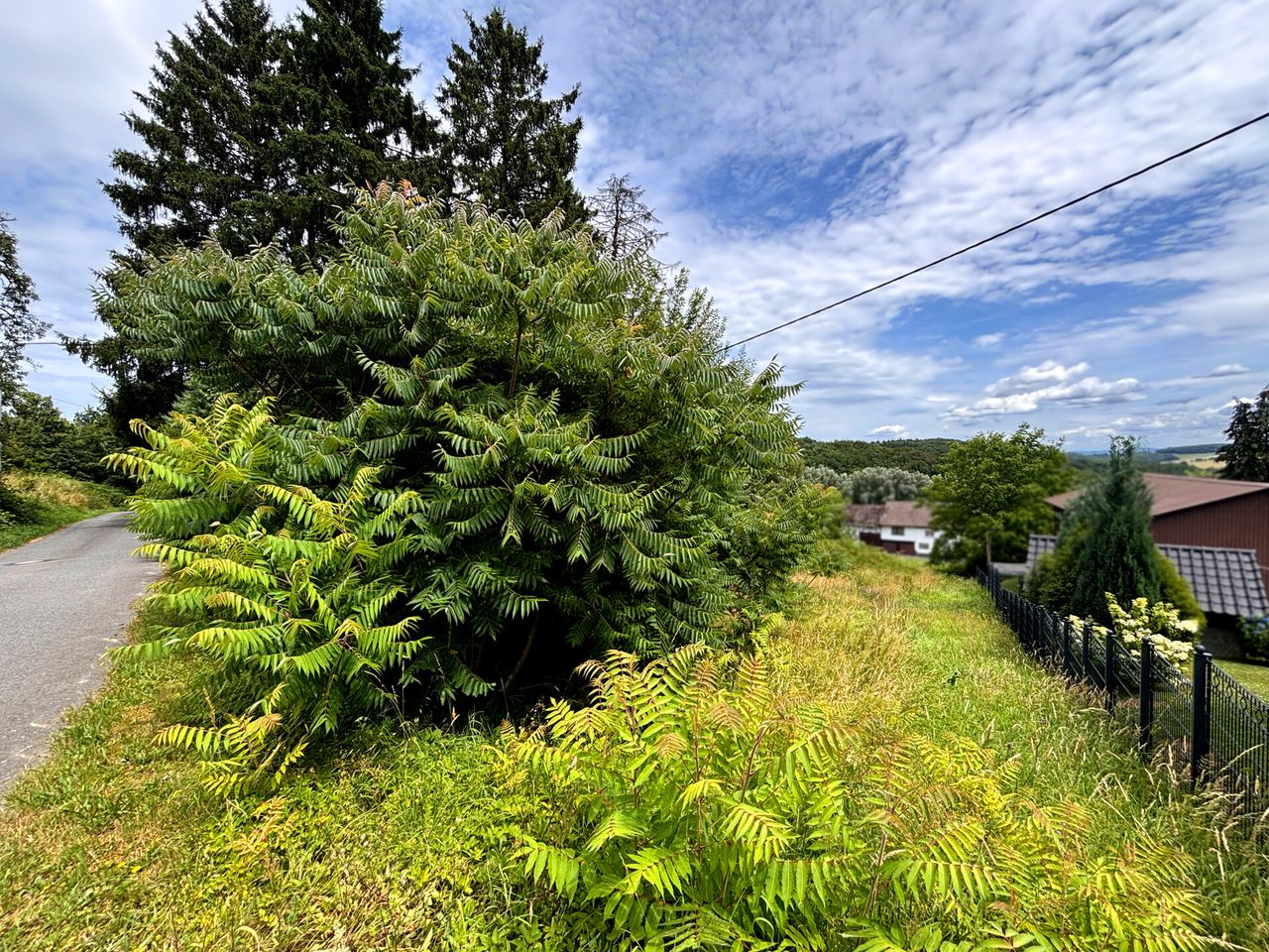 Baugrundstück in idyllischer Hanglage mit altem Waldbestand – ruhig gelegen in Windeck!