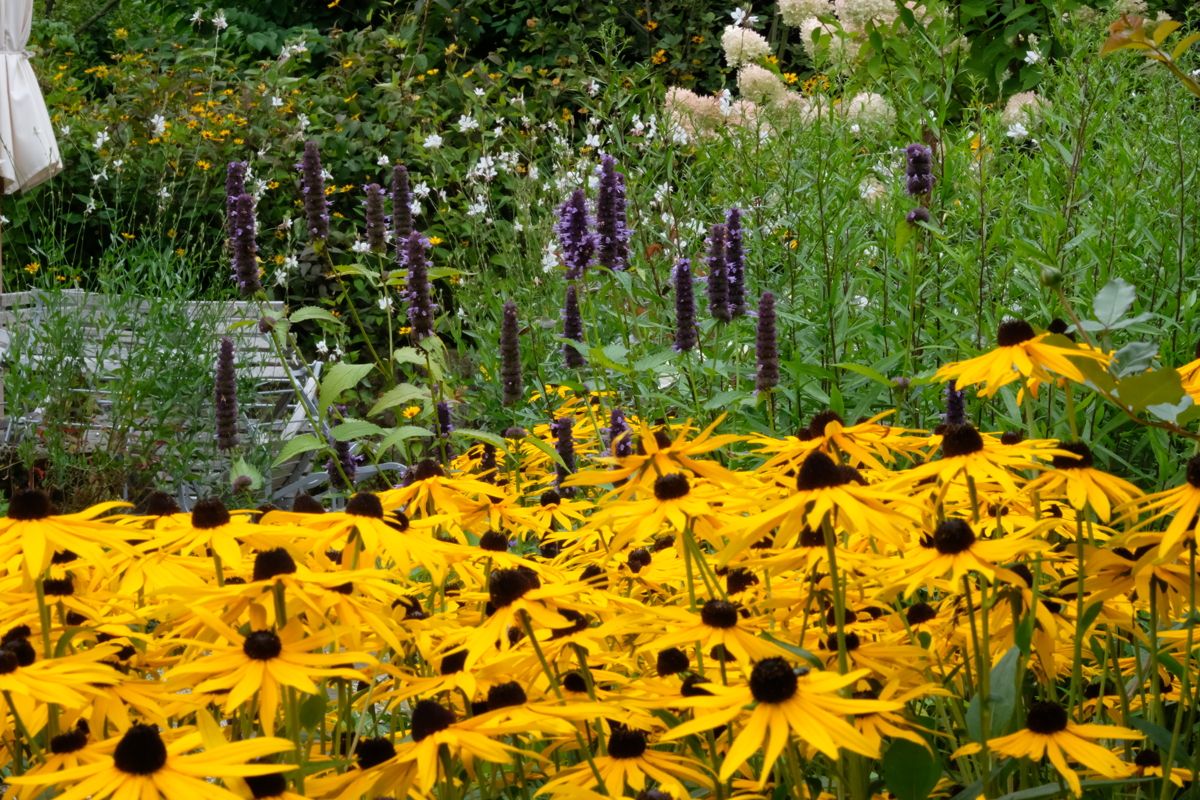 Staudengarten in seiner Blühfreude