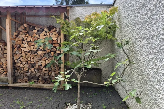 Feige im Küchenpatio