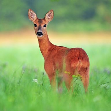 Reinvest, Kapitalanlage – 76 ha bestes Land mit Eigenjagd