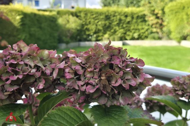 Gartenimpressionen