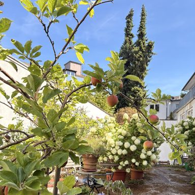 Sanierte 3-Zimmerwohnung mit Balkon und Gartennutzung mitten in der City!