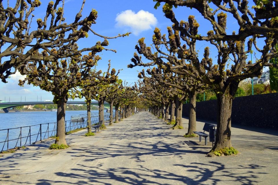 Platanen-Allee an der Rheinpromenade in Bonn-Beuel