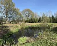 Teich 