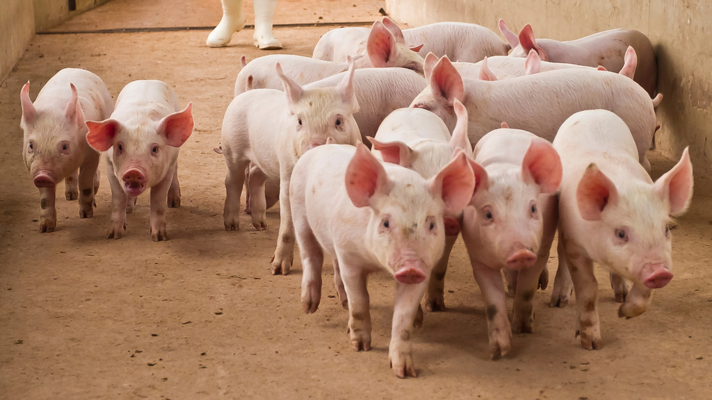Salmonellen in Schweinebetrieben: Risiken und Prävention