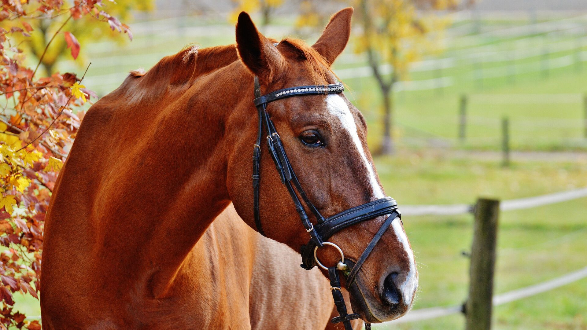 Komplett sanierte Reitanlage nördlich von Essen zu verkaufen