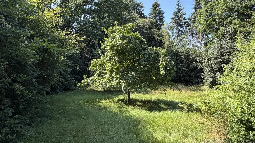 mit altem Baumbestand