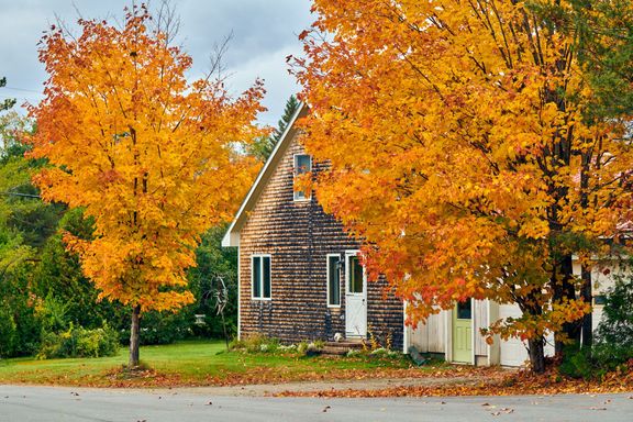 Gartenarbeit im Herbst: Rechte und Pflichten an der Grundstücksgrenze