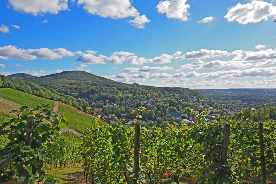 Weinberge in Königswinter-Oberdollendorf